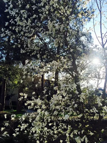 Илиана Раева: Моята магнолия пее