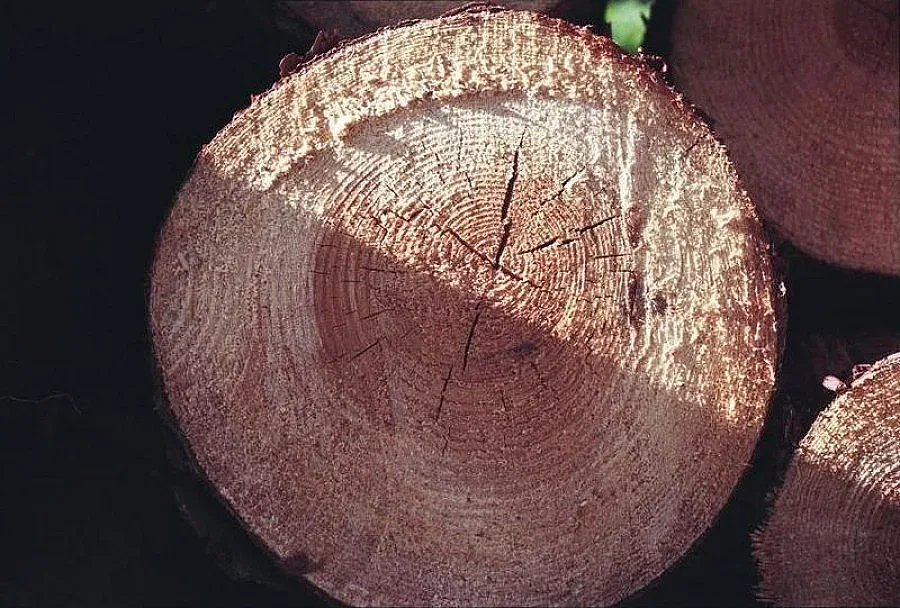 Проверяват на конвейер камиони с дървесина