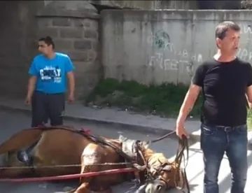 Ромът, пребил коня си: Той се подхлъзна и падна