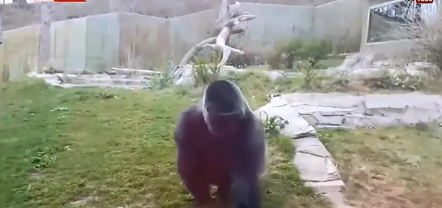 Горила в зоопарк се нахвърли на дете (ВИДЕО)