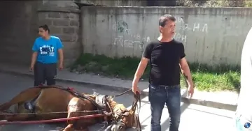 Варварство: Роми пребиват изнемощял кон (ВИДЕО)