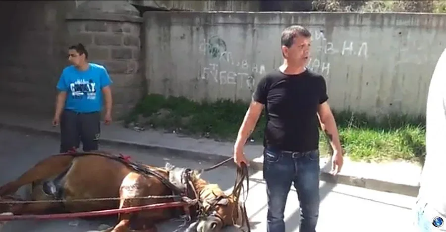 Варварство: Роми пребиват изнемощял кон (ВИДЕО)