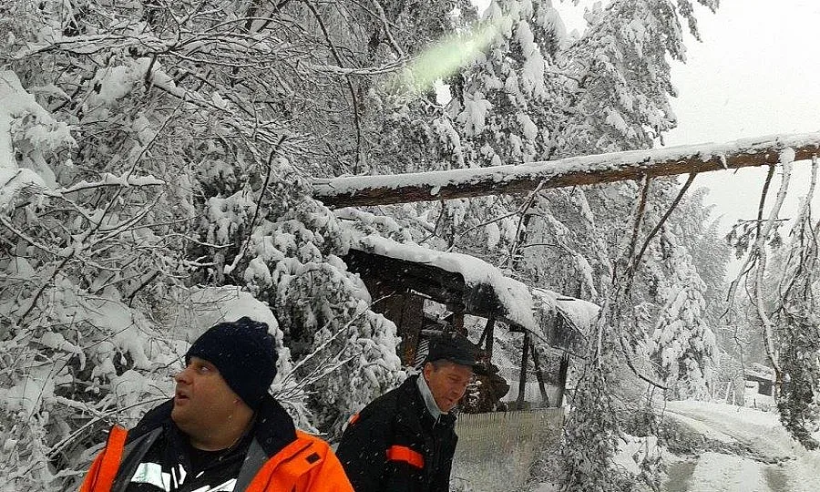 Снегът в Смолянско унищожил 6 хил. хектара гори