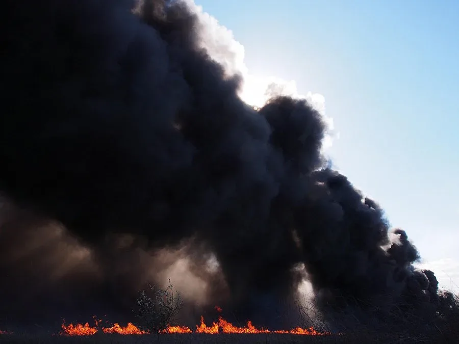 Горски и огнеборци спряха пожара в 120-годишна гора (ОБЗОР)