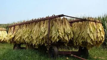 Тютюнджии в паника, нямат договори за изкупуване на продукцията