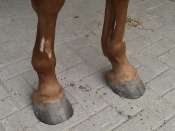 Подплашен кон уби мъж от София