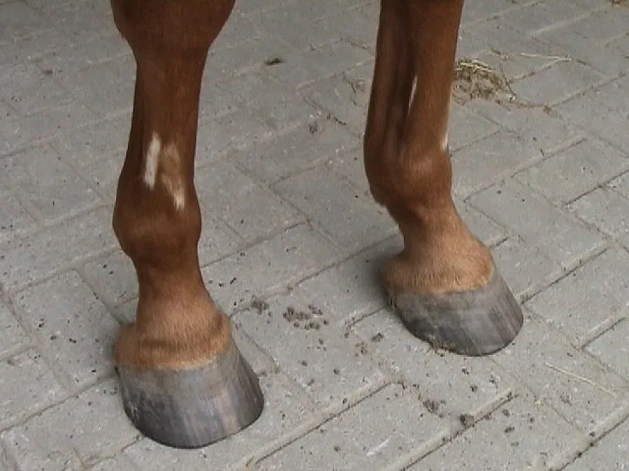 Подплашен кон уби мъж от София