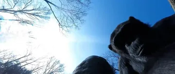 Шимпанзе свали дрон, дразнел го (ВИДЕО)