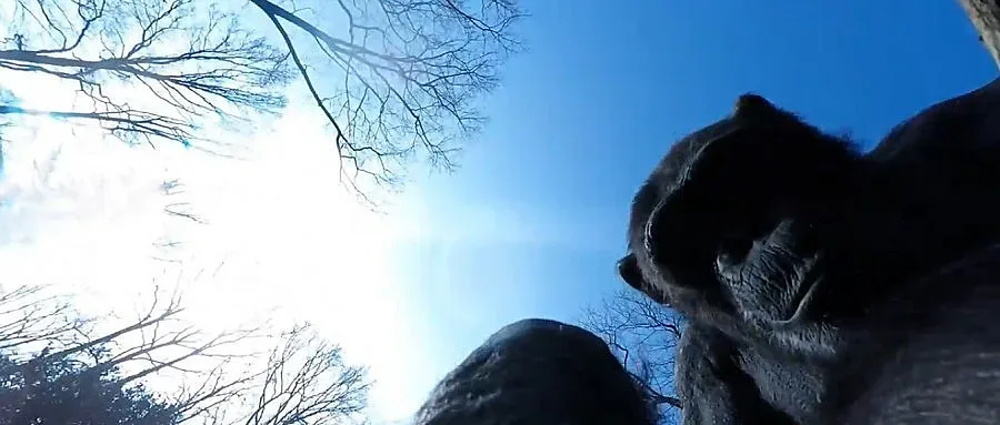 Шимпанзе свали дрон, дразнел го (ВИДЕО)