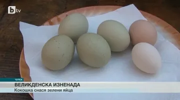 Кокошка снася зелени и по-здрави яйца