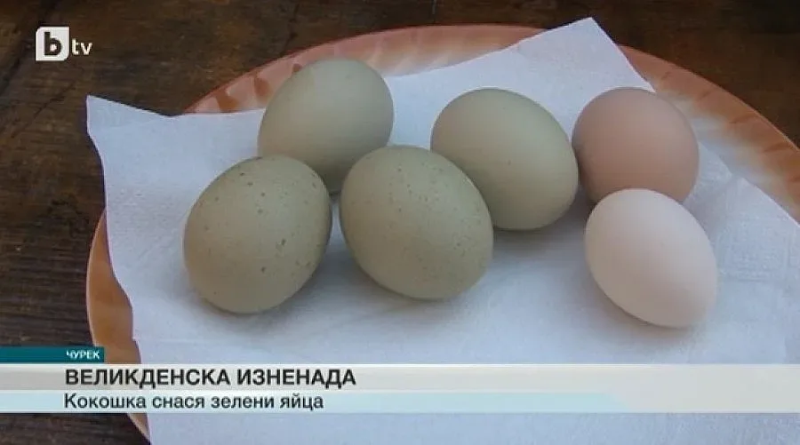 Кокошка снася зелени и по-здрави яйца