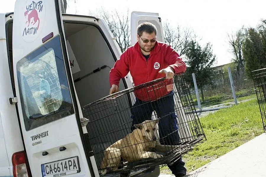 Общината във Видин укроти уличните кучета