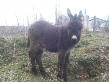 Все още няма приют за магарета в с. Баничан