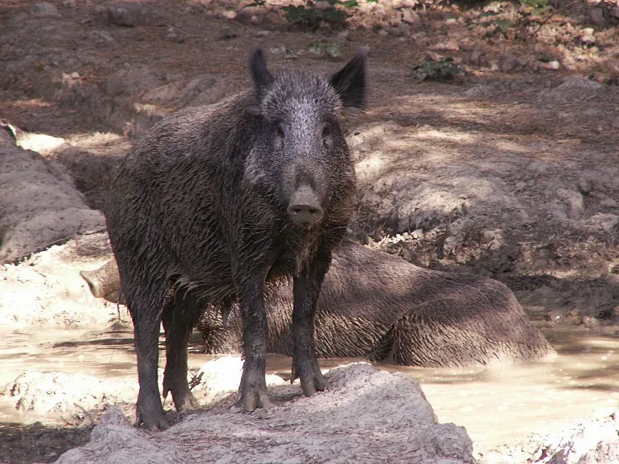 Авджии броиха €9000 за трофеи