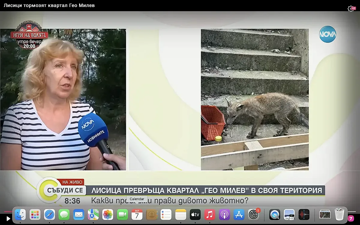 Сериозна напаст в софийски квартал