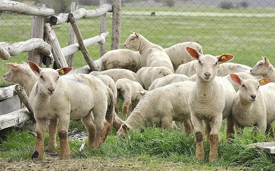 Конфискуваха негодно агнешко в Кюстендил