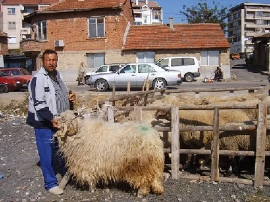 Съветват стопаните да не оставят животните без надзор