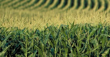 Земеделска фирма декларира печалба от 6.2 млн. лв.