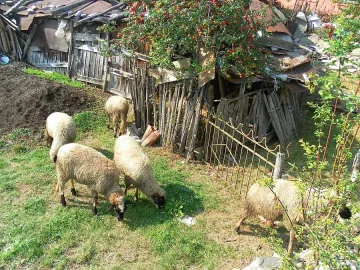 Полиция варди агнетата преди Възкресение