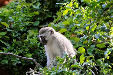Маймунка прогледна след уникална операция в България
