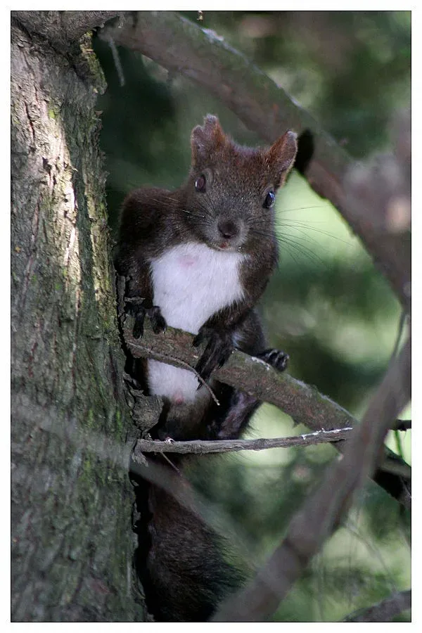 Катеричката Кипи е талисман на ЕВРО 2015 по лека атлетика