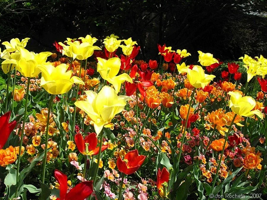 БЧК организира благотворителна акция в Кюстендил на Цветница