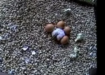 В спасителен център се излюпиха две малки соколчета