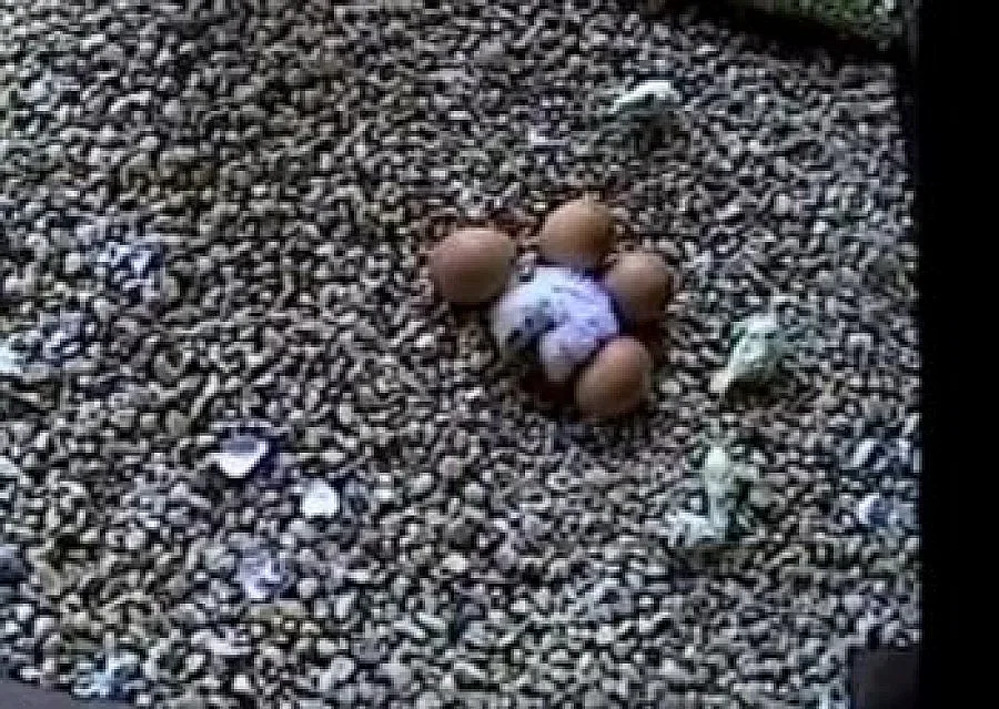 В спасителен център се излюпиха две малки соколчета