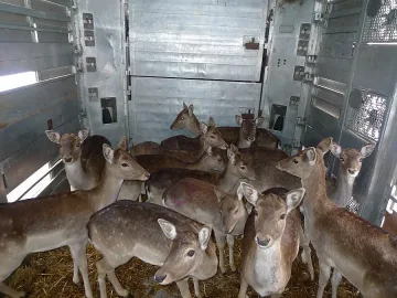 Чешки елени биха 1300 км до Родопите