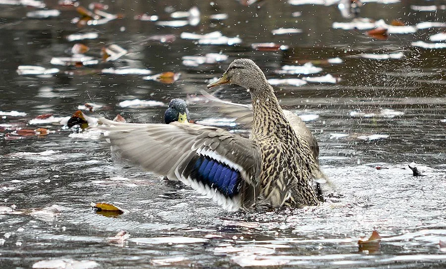 Предстои слънчев четвъртък 