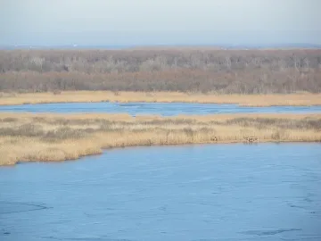 Птичи грип мори птици по делтата на Дунав