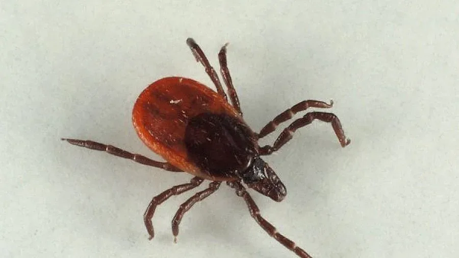 Акция "кърлеж" стартира в Бургас