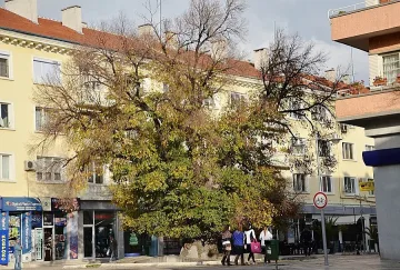 Специални въжета укрепват Стария бряст в Сливен