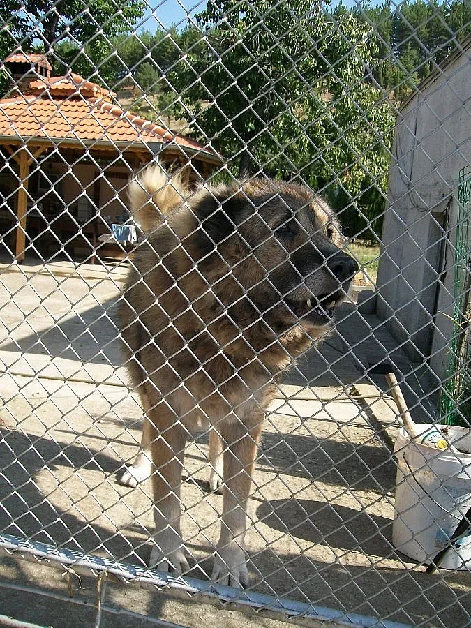 Спират с наредба разходки на домашни любимци без стопанин