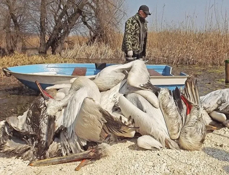 Птичи грип покосил пеликаните в "Сребърна"