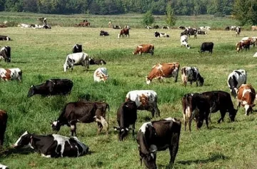 Удължиха срока за прием за унищожени животни в Смолян и Кърджали 