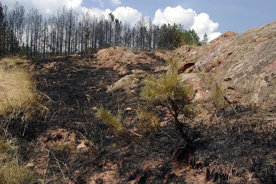 Погват горските бракониери с IT контрол