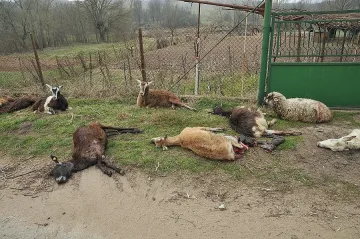 Трактор помля стадо кози и овце