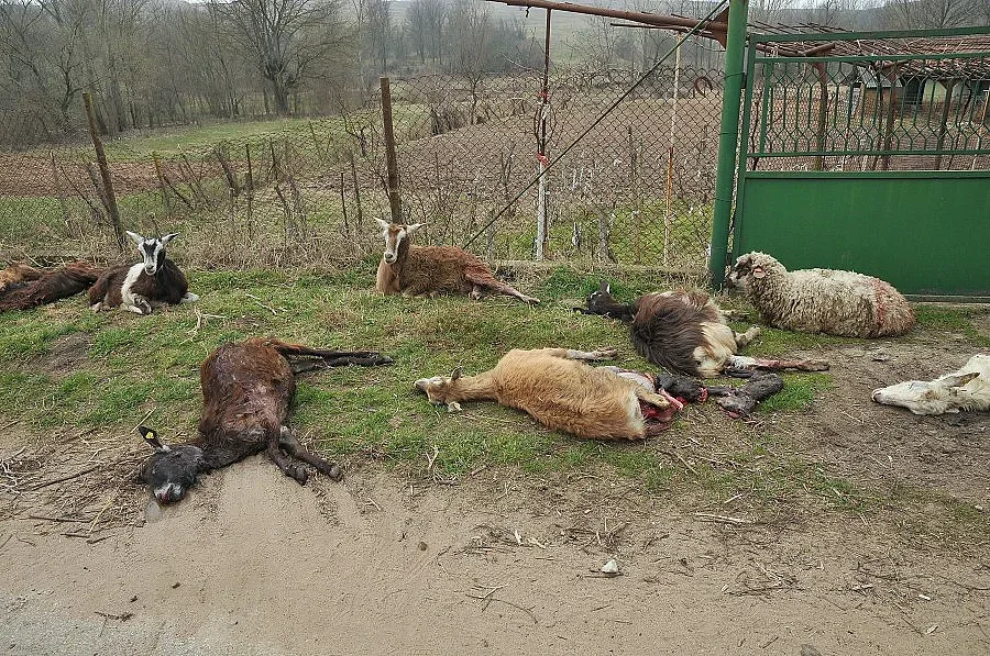 Трактор помля стадо кози и овце