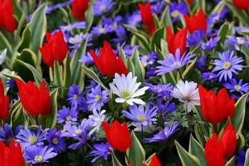 Садят 2 млн. цветя в Пловдив за Цветница