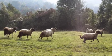 Близо 42,7% от овцете в страната са ваксинирани срещу „син език“