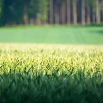 Израел дава рамо на земеделието ни