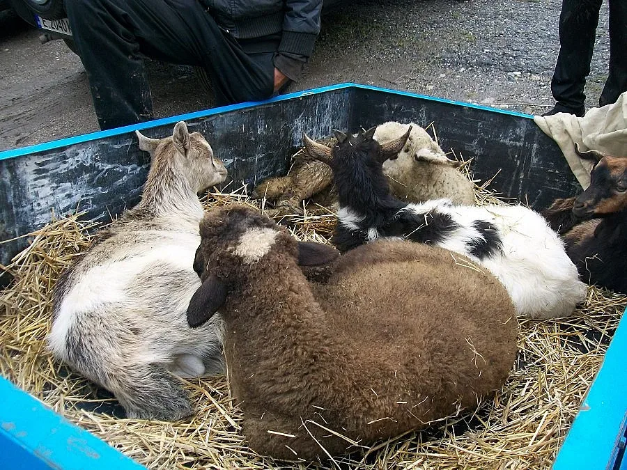 Прекупвачи търсят евтини агнета за София и Гърция