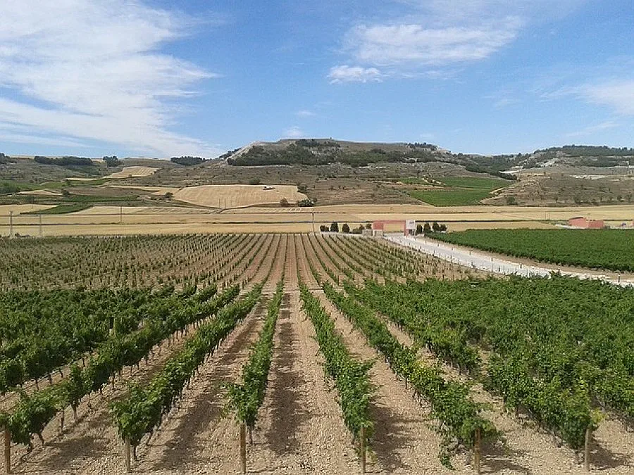 Стопани в община Сандански се отказват от лозята си