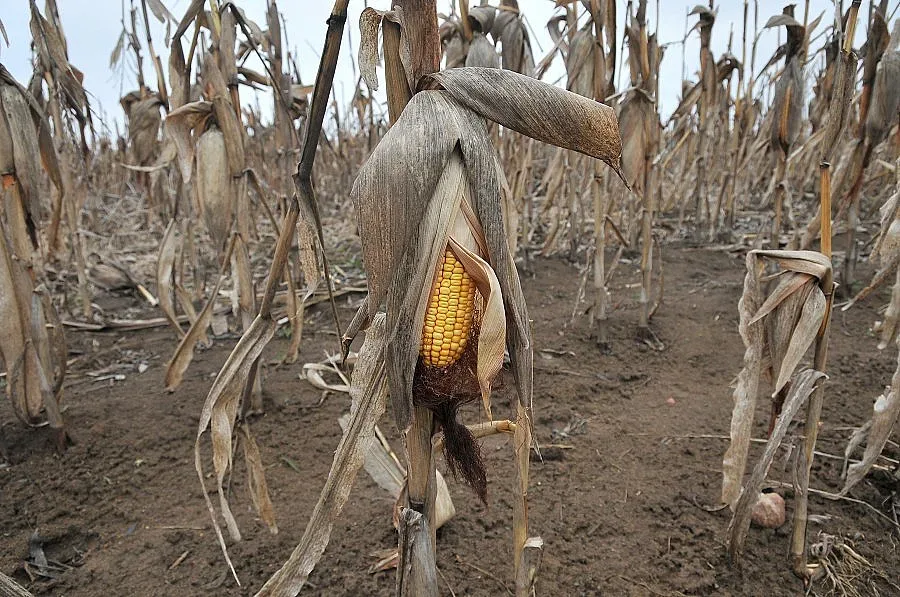 Иде трудна година за земеделците във Видинско