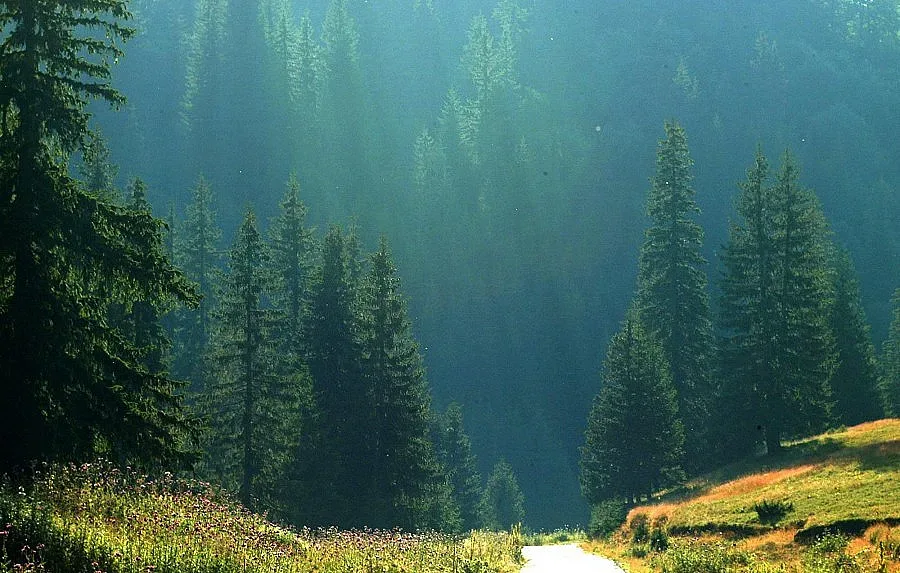 Ограниченията в дърводобива изкарват бранша на протест
