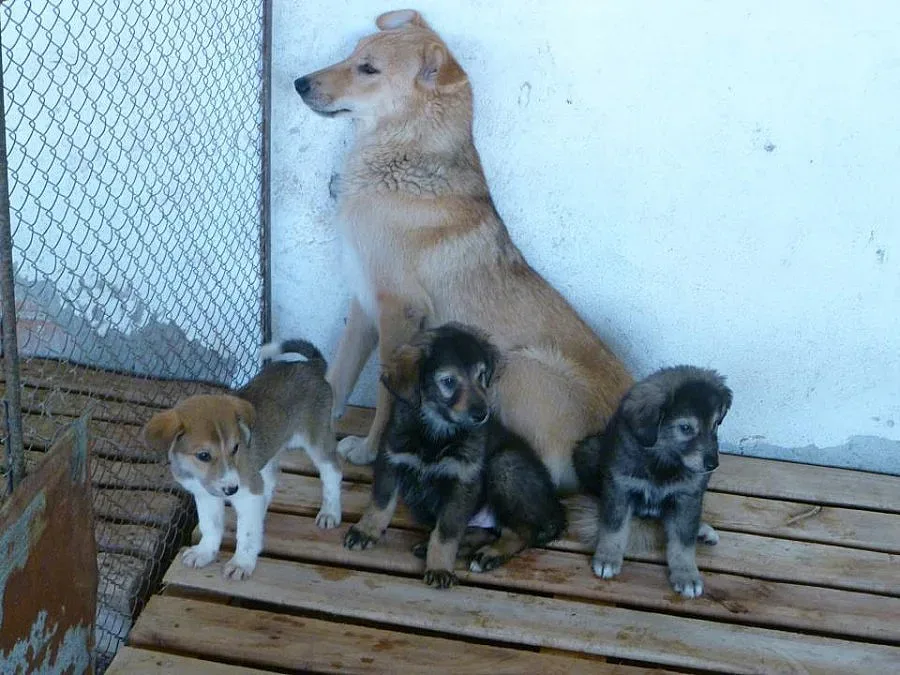 Умъртвяват 7 кучета, болни от малтийска треска