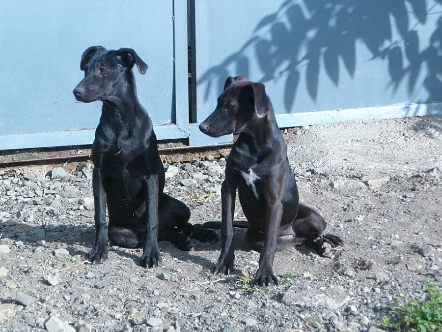 Откриха малтийска треска в приют за бездомни животни