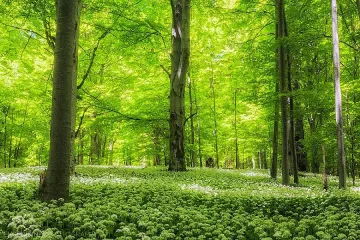 28-годишен иска да купи 4700 дка гора за 5,5 млн лева