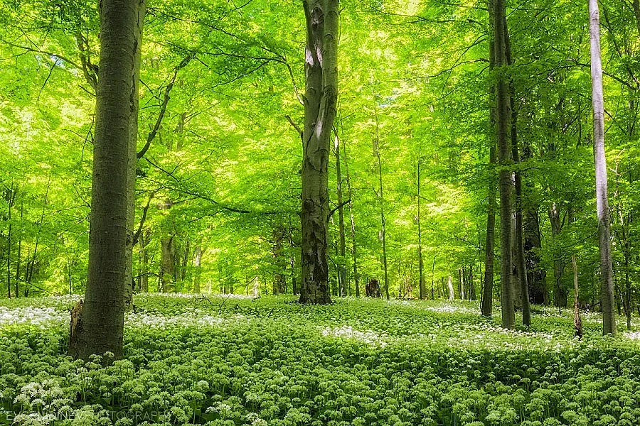 28-годишен иска да купи 4700 дка гора за 5,5 млн лева